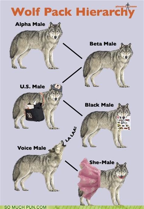 alpha beta omega wolf|alpha meaning wolf.